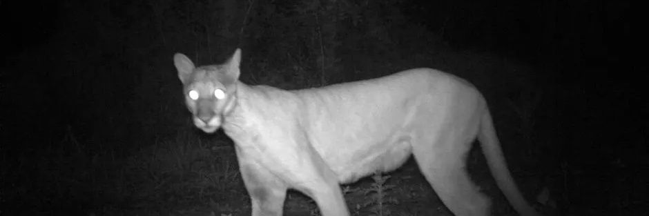 🏒SweetRiddle🐀 banner