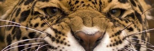 chafiannn's profile banner image