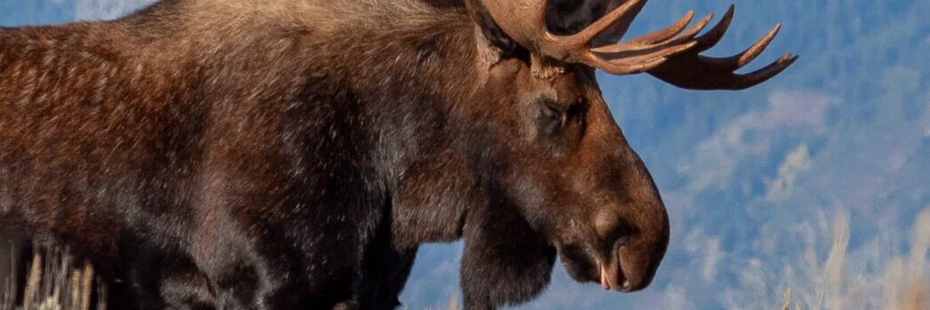 TheAmazingMuus banner