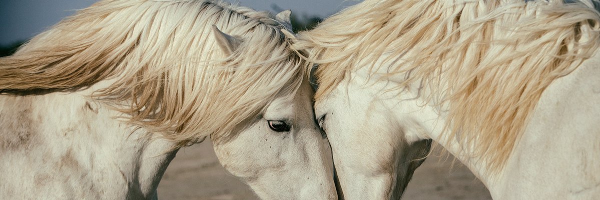 HorsePAC's profile banner image