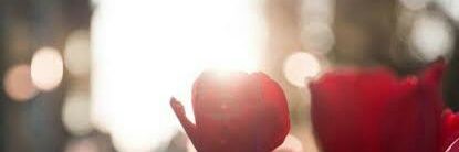 Ame🎐 banner