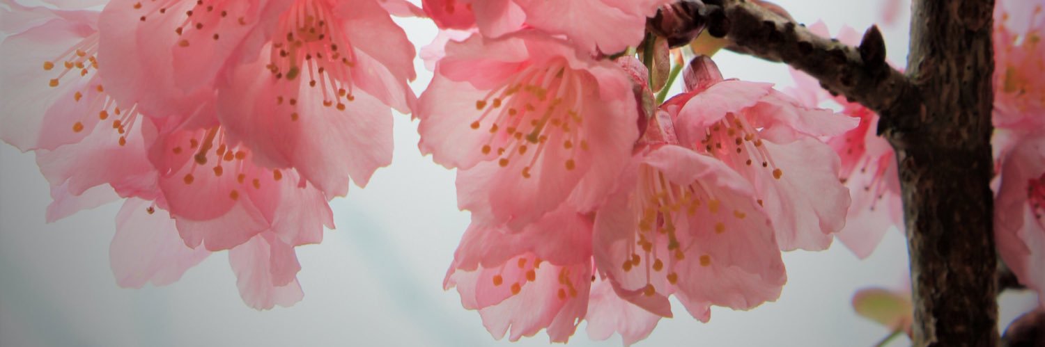 IamCapriconLady's profile banner image