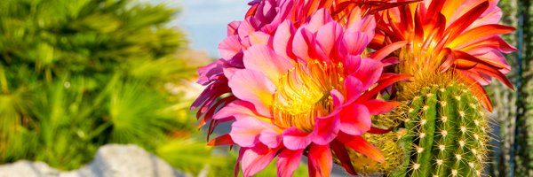 LasVegasLocally Profile Banner