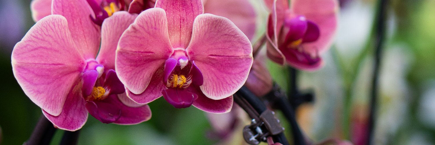 Notcutts Garden Centres banner