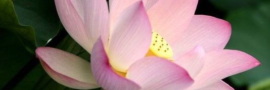 nome_ banner