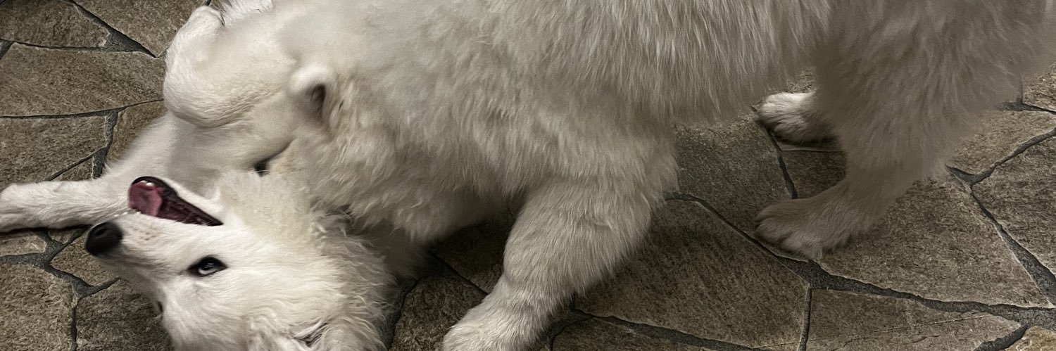 KoTARO🐕 ͗ ͗ banner