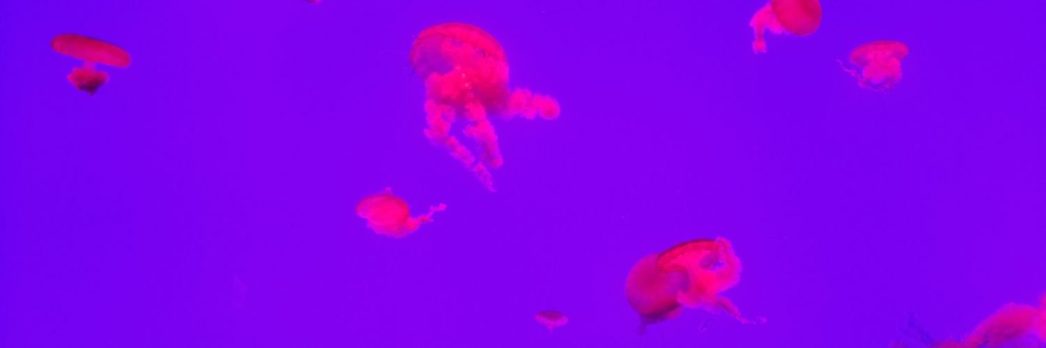 Angelo_Donadio's profile banner image