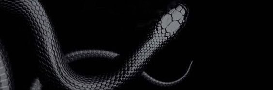 aloerebi🦅's banner