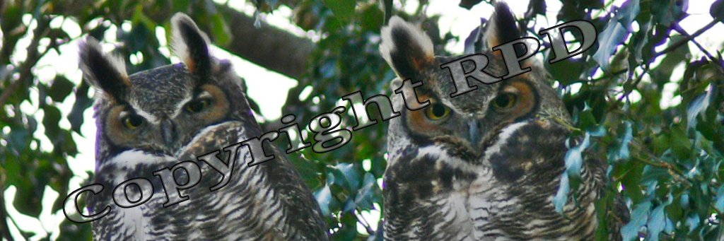 Robin_PD_ banner