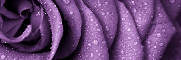 wwleslie's profile banner image