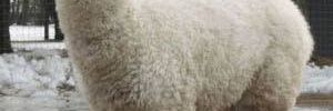 kotti_minna's profile banner image