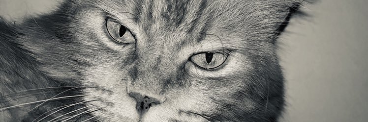 Sinistral's profile banner image