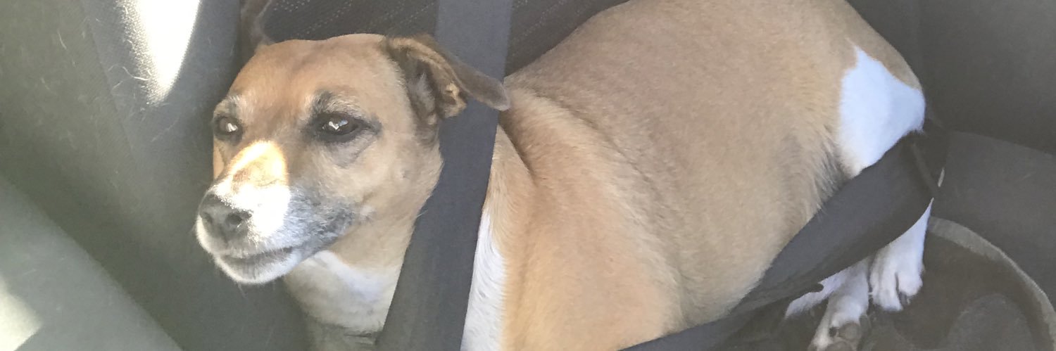 K9 Fella🇿🇦🇺🇦 banner