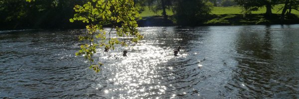 fbgillison Profile Banner