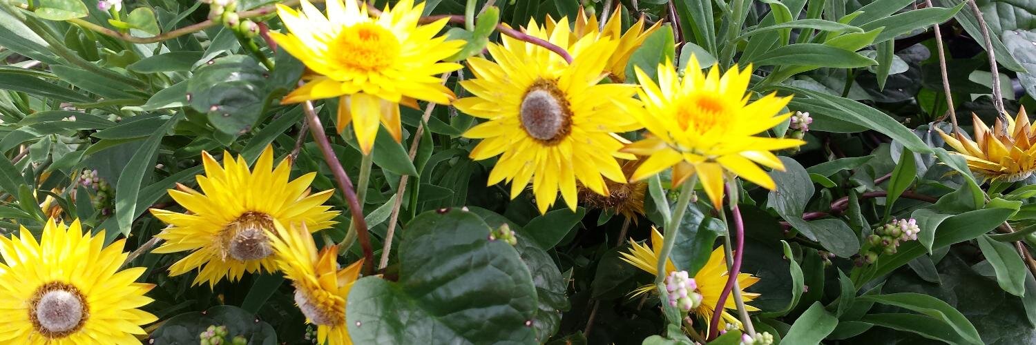 Jennifer Mandel banner