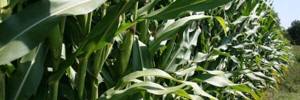 rochelleripp Profile Banner