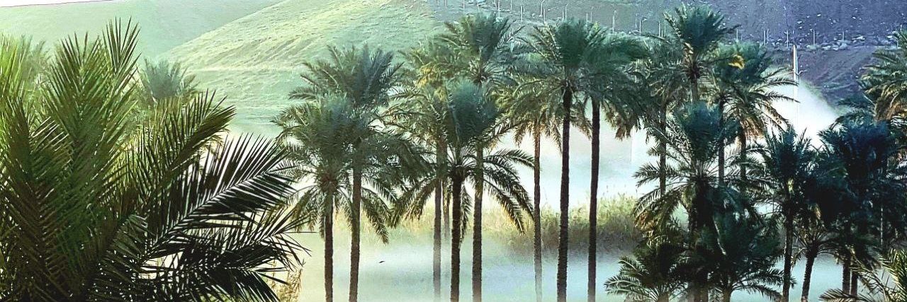 نخل باسق's banner
