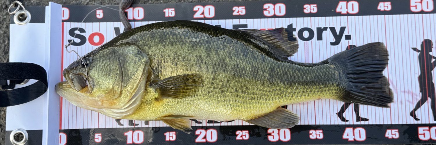 ヨッシー🎣@（デカハネGP26） banner