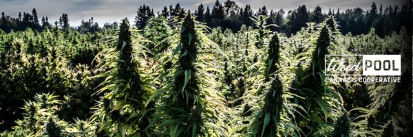 weedpoolcoop Profile Banner