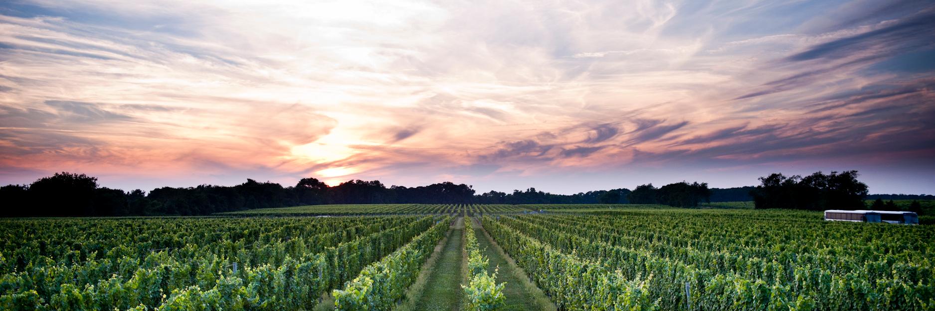 Bedell Cellars banner