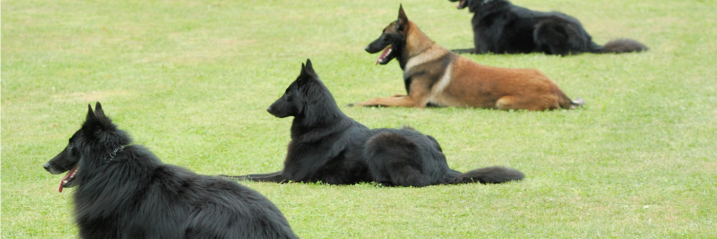TrainTheK9's profile banner image