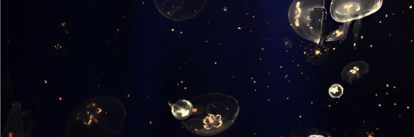 VirtualTAV's profile banner image