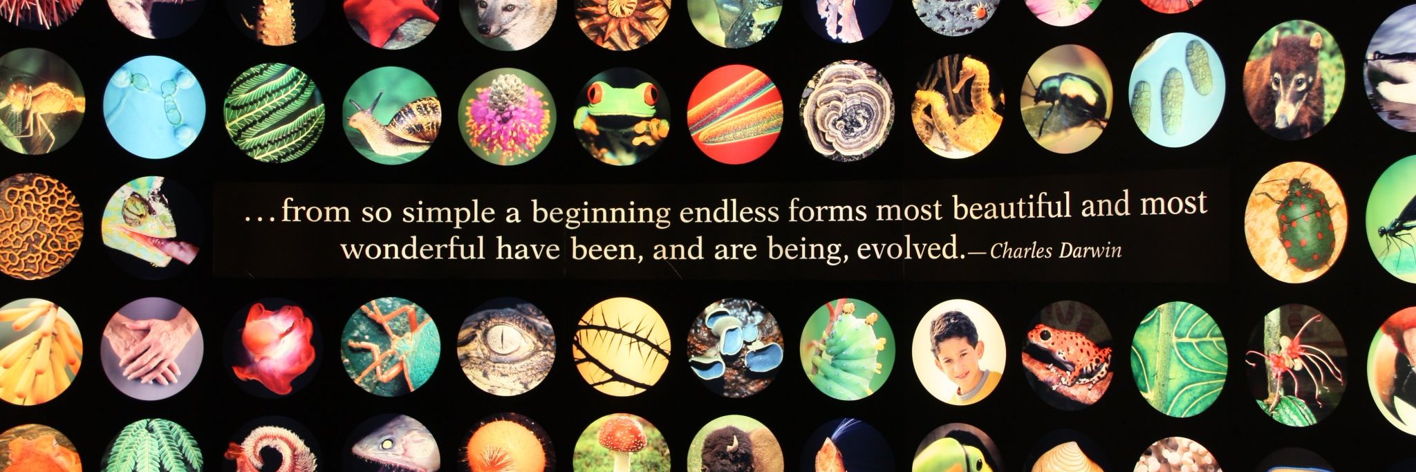 Seelix the Ninth banner