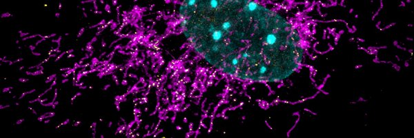 MassimoBONORA1 Profile Banner