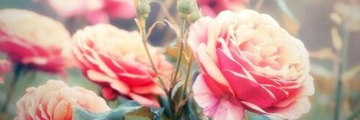 rscmelya's profile banner image