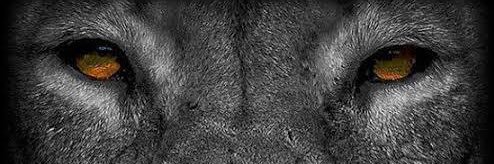 poise_dd's profile banner image
