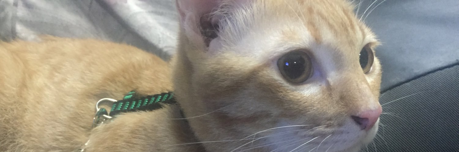 chanjips's profile banner image