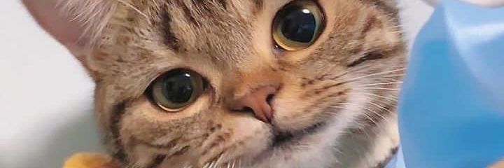 hijaususuu's profile banner image