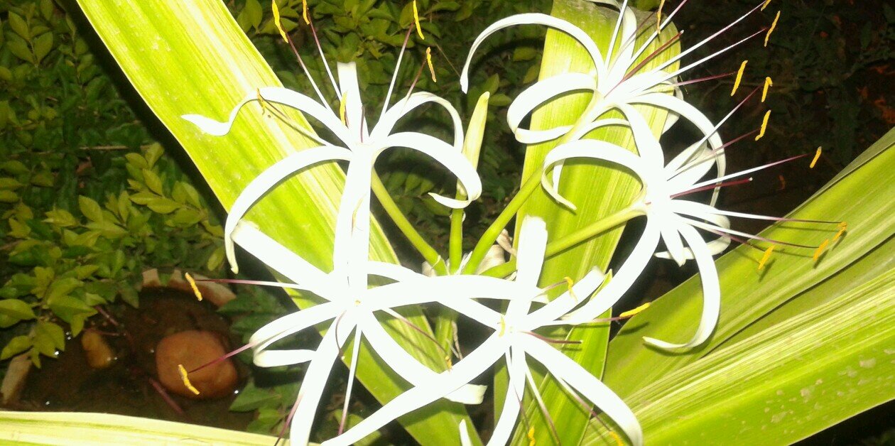 bg_sachin's profile banner image