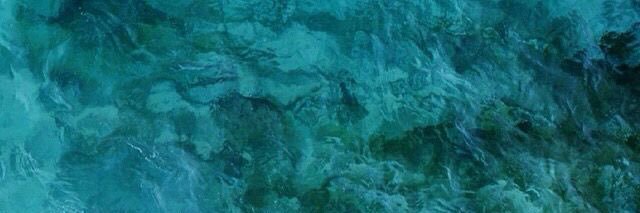 🐟 banner