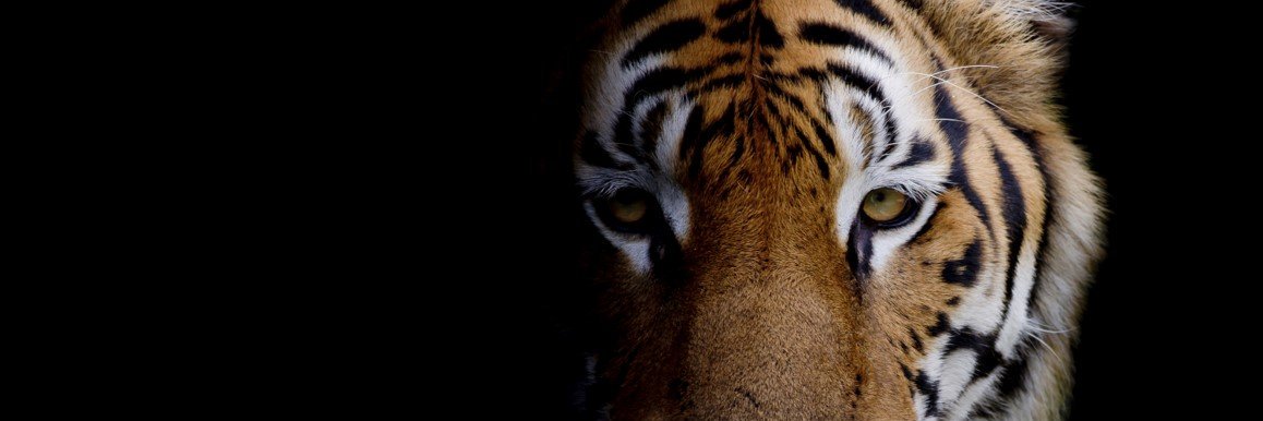 Dawn Westerberg 🇺🇸 banner