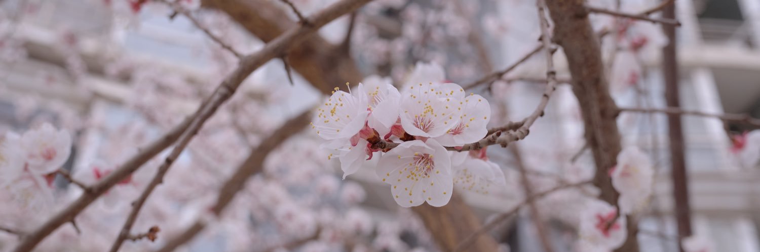 黑羽短腿只因 banner