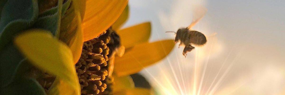 BeeannkaaBoo's profile banner image