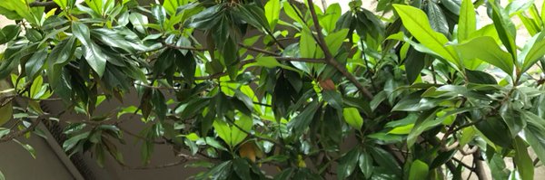 hasilva Profile Banner