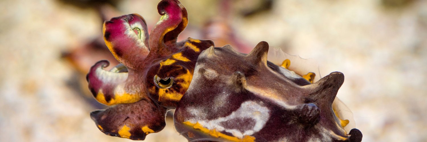 Cephalopods Daily's banner