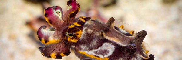 CephalopodToday Profile Banner