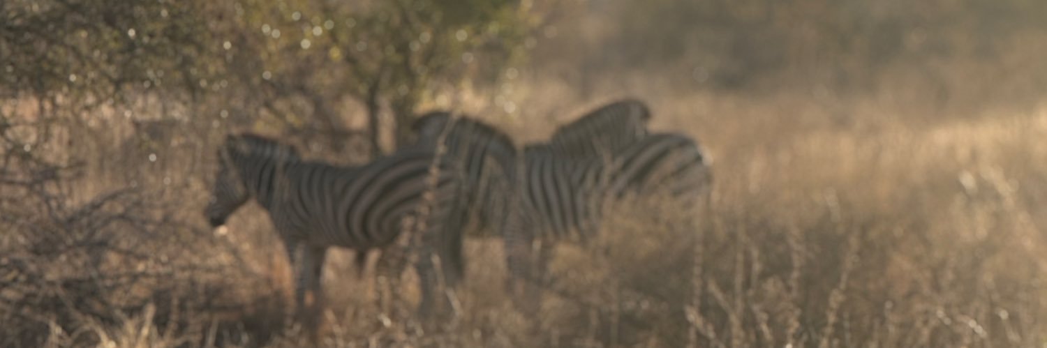 BredaBuranello's profile banner image