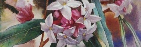 ᗰꪖᘜꪀꪊs Ᏸꪖꪀꫀ banner