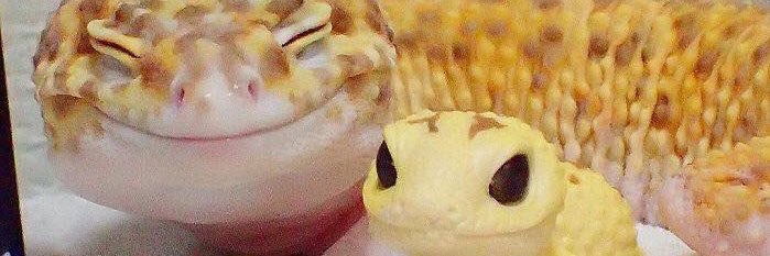 Naguru's profile banner image