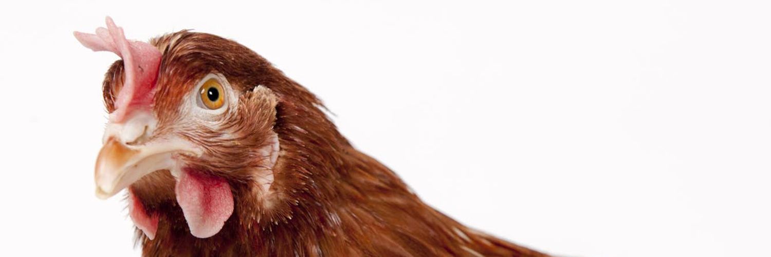 Poultry Expertise Centre banner