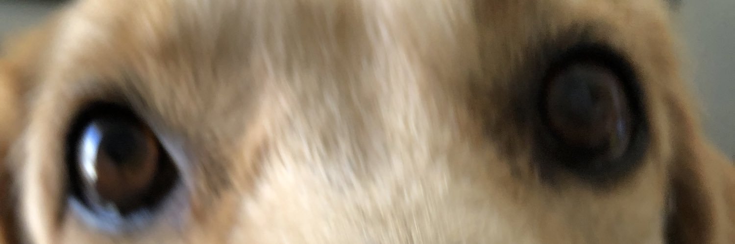 María José Meléndez banner