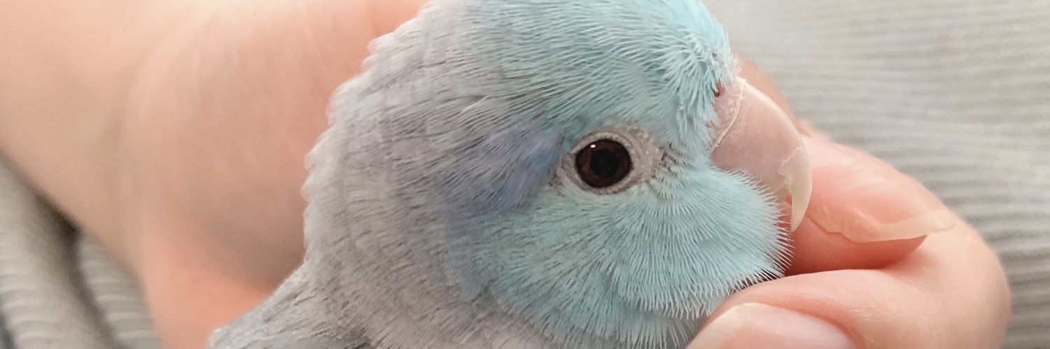 pappicord's profile banner image