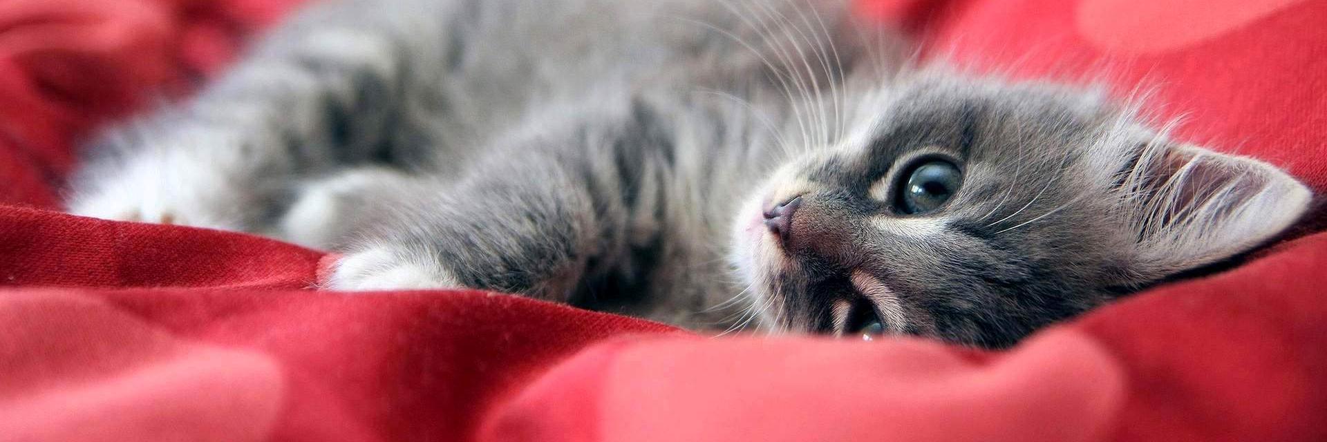 hot44cat's profile banner image