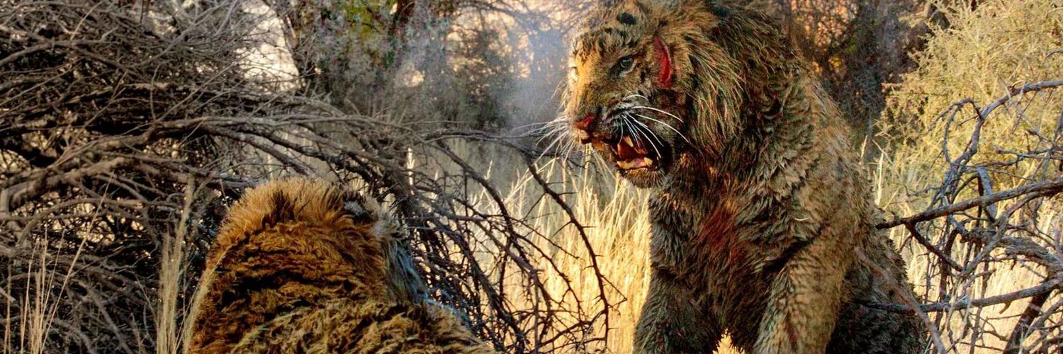 imtigerchew's profile banner image