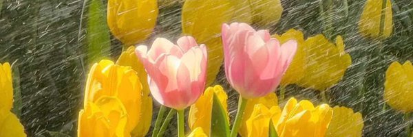 n_rose77 Profile Banner