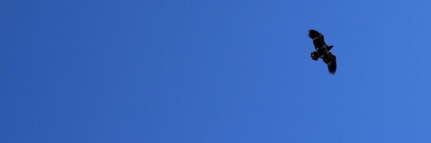 Toronto Birth Centre banner